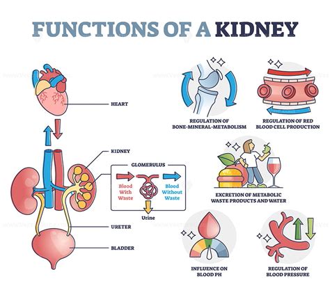 organ of renal system figgerits|Kidneys: Anatomy, function and internal structure .